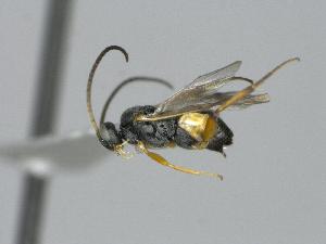  ( - CNC1009817)  @11 [ ] CreativeCommons - Attribution Share-Alike (2022) Unspecified Canadian National Collection of Insects, Arachnids and Nematodes