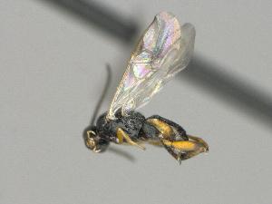  ( - CNC1196276)  @11 [ ] by-sa - CreativeCommons  Attribution Share-Alike (2070) Melanie Beaudin Canadian National Collection of Insects, Arachnids and Nematodes