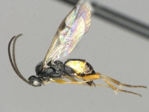  ( - CNC1609280)  @11 [ ] by-sa - CreativeCommons  Attribution Share-Alike (2092) Melanie Beaudin Canadian National Collection of Insects, Arachnids and Nematodes