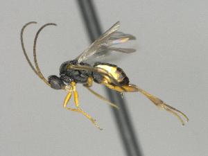  ( - CNC1609345)  @11 [ ] by-sa - CreativeCommons  Attribution Share-Alike (2101) Melanie Beaudin Canadian National Collection of Insects, Arachnids and Nematodes
