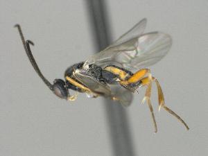  ( - CNC1609359)  @11 [ ] by-sa - CreativeCommons  Attribution Share-Alike (2102) Melanie Beaudin Canadian National Collection of Insects, Arachnids and Nematodes