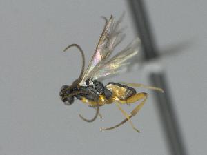  ( - CNC1609454)  @11 [ ] by-sa - CreativeCommons  Attribution Share-Alike (2106) Melanie Beaudin Canadian National Collection of Insects, Arachnids and Nematodes