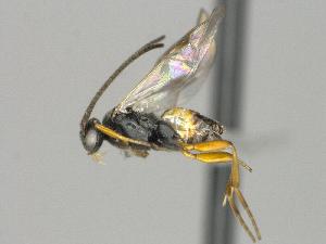  ( - CNC1609464)  @11 [ ] by-sa - CreativeCommons  Attribution Share-Alike (2108) Melanie Beaudin Canadian National Collection of Insects, Arachnids and Nematodes