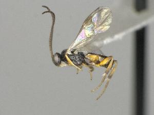  ( - CNC1609557)  @11 [ ] by-sa - CreativeCommons  Attribution Share-Alike (2117) Melanie Beaudin Canadian National Collection of Insects, Arachnids and Nematodes