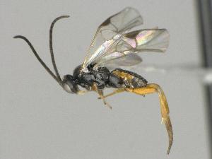  ( - CNC1609592)  @11 [ ] by-sa - CreativeCommons  Attribution Share-Alike (2119) Melanie Beaudin Canadian National Collection of Insects, Arachnids and Nematodes
