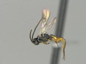  ( - CNC1688119)  @11 [ ] by-sa - CreativeCommons  Attribution Share-Alike (2142) Melanie Beaudin Canadian National Collection of Insects, Arachnids and Nematodes