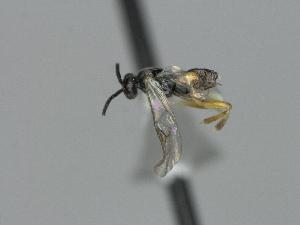  ( - CNC1688419)  @11 [ ] by-sa - CreativeCommons  Attribution Share-Alike (2155) Melanie Beaudin Canadian National Collection of Insects, Arachnids and Nematodes