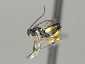  ( - CNC1688459)  @11 [ ] by-sa - CreativeCommons  Attribution Share-Alike (2159) Melanie Beaudin Canadian National Collection of Insects, Arachnids and Nematodes