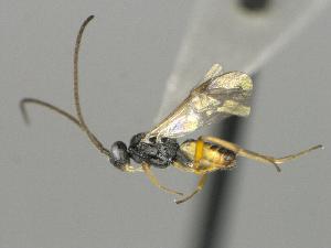  ( - CNC1901507)  @11 [ ] by-sa - CreativeCommons  Attribution Share-Alike (2259) Melanie Beaudin Canadian National Collection of Insects, Arachnids and Nematodes