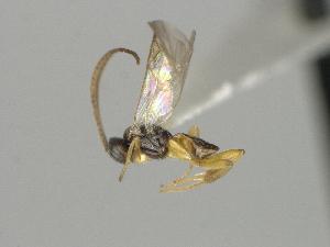  ( - CNC1901525)  @11 [ ] by-sa - CreativeCommons  Attribution Share-Alike (2264) Melanie Beaudin Canadian National Collection of Insects, Arachnids and Nematodes