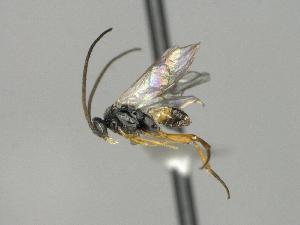  ( - CNC1901573)  @11 [ ] by-sa - CreativeCommons  Attribution Share-Alike (2273) Melanie Beaudin Canadian National Collection of Insects, Arachnids and Nematodes