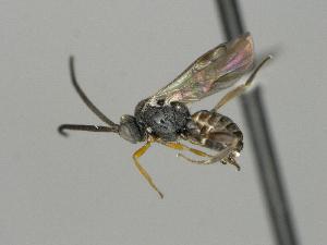  ( - CNC1901657)  @11 [ ] by-sa - CreativeCommons  Attribution Share-Alike (2286) Melanie Beaudin Canadian National Collection of Insects, Arachnids and Nematodes