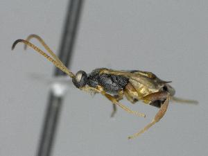  ( - CNC1901826)  @11 [ ] by-sa - CreativeCommons  Attribution Share-Alike (2307) Melanie Beaudin Canadian National Collection of Insects, Arachnids and Nematodes