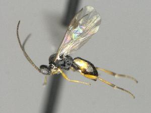  ( - CNC1901932)  @11 [ ] by-sa - CreativeCommons  Attribution Share-Alike (2317) Melanie Beaudin Canadian National Collection of Insects, Arachnids and Nematodes
