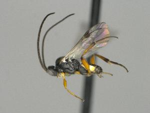  ( - CNC1902521)  @11 [ ] by-sa - CreativeCommons  Attribution Share-Alike (2381) Melanie Beaudin Canadian National Collection of Insects, Arachnids and Nematodes