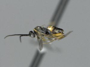  ( - CNC1919447)  @11 [ ] by-sa - CreativeCommons  Attribution Share-Alike (2397) Melanie Beaudin Canadian National Collection of Insects, Arachnids and Nematodes