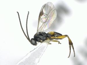  ( - CNC1919769)  @11 [ ] by-sa - CreativeCommons  Attribution Share-Alike (2416) Melanie Beaudin Canadian National Collection of Insects, Arachnids and Nematodes