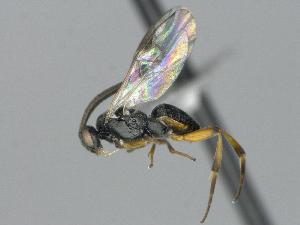  ( - CNC1921724)  @11 [ ] by-sa - CreativeCommons  Attribution Share-Alike (2437) Melanie Beaudin Canadian National Collection of Insects, Arachnids and Nematodes