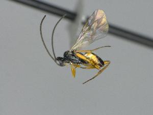  ( - CNC770852)  @11 [ ] by-sa - CreativeCommons  Attribution Share-Alike (2449) Melanie Beaudin Canadian National Collection of Insects, Arachnids and Nematodes