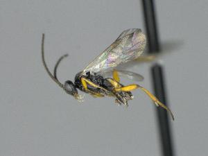  ( - CNC770853)  @11 [ ] by-sa - CreativeCommons  Attribution Share-Alike (2450) Melanie Beaudin Canadian National Collection of Insects, Arachnids and Nematodes