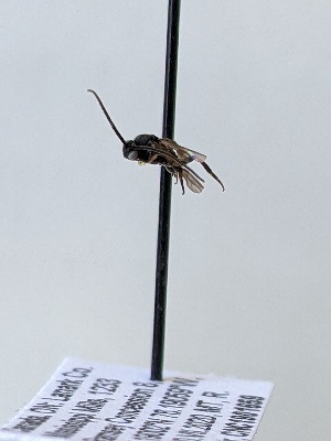  ( - CNC1901659)  @11 [ ] CreativeCommons - Attribution Share-Alike (2022) Unspecified Canadian National Collection of Insects, Arachnids and Nematodes
