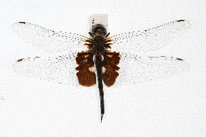  ( - ENT-OUBS-284)  @14 [ ] CreativeCommons - Attribution (2009) CBG Photography Group Centre for Biodiversity Genomics