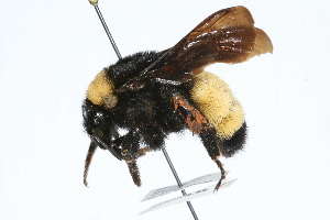  (Bombus pensylvanicus - HY-OUBS-0007)  @14 [ ] CreativeCommons - Attribution (2009) CBG Photography Group Centre for Biodiversity Genomics