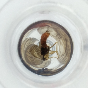  ( - OUMK_011_H8)  @11 [ ] by (2023) Wellcome Sanger Institute (Genome Research Limited) Wellcome Sanger Institute (Genome Research Limited)