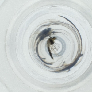  ( - OUMK_025_B5)  @11 [ ] by  Genome Research Ltd as Wellcome Sanger Institute Genome Research Limited operating as Wellcome Sanger Institute