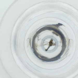  ( - OUMK_026_F6)  @11 [ ] by  Genome Research Ltd as Wellcome Sanger Institute Genome Research Limited operating as Wellcome Sanger Institute