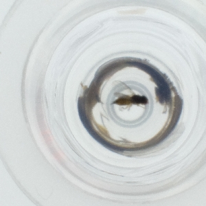  ( - OUMK_027_D10)  @11 [ ] by  Genome Research Ltd as Wellcome Sanger Institute Genome Research Limited operating as Wellcome Sanger Institute