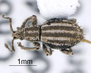  (Sphrigodellus minutus - CNCCOLVG00005694)  @11 [ ] Copyright (2013) Vasily Grebennikov CFIA