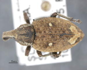  (Graptus triguttatus - CNCCOLVG00008909)  @13 [ ] Copyright (2015) Vasily Grebennikov CFIA