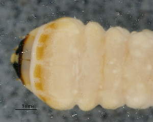  ( - CNCCOLVG00008960)  @12 [ ] Copyright (2015) Vasily Grebennikov CFIA