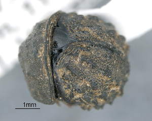  ( - CNCCOLVG00008971)  @13 [ ] Copyright (2015) Vasily Grebennikov CFIA