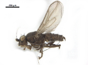  ( - BIOUG26545-C04)  @11 [ ] CreativeCommons - Attribution (2019) CBG Photography Group Centre for Biodiversity Genomics