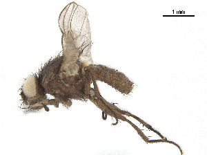  ( - BIOUG26545-D04)  @11 [ ] CreativeCommons - Attribution (2019) CBG Photography Group Centre for Biodiversity Genomics