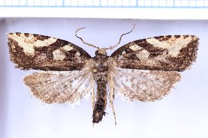  ( - RCKL-00001)  @11 [ ] CreativeCommons - Attribution Share-Alike (2025) Knud Larsen Research Collection of Knud Larsen