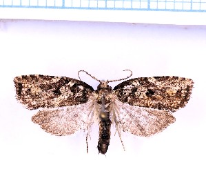  ( - RCKL-00003)  @11 [ ] CreativeCommons - Attribution Share-Alike (2025) Knud Larsen Research Collection of Knud Larsen