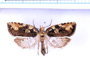  ( - RCKL-00005)  @11 [ ] CreativeCommons - Attribution Share-Alike (2025) Knud Larsen Research Collection of Knud Larsen