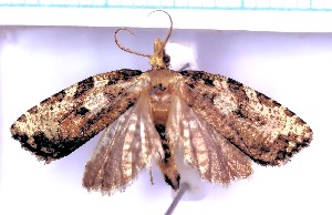  ( - RCKL-00006)  @11 [ ] CreativeCommons - Attribution Share-Alike (2025) Knud Larsen Research Collection of Knud Larsen