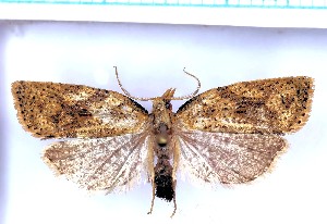  (Borboniella sp. 1 - RCKL-00007)  @11 [ ] CreativeCommons - Attribution Share-Alike (2025) Knud Larsen Research Collection of Knud Larsen