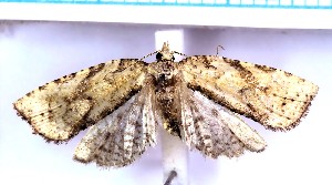  ( - RCKL-00008)  @11 [ ] CreativeCommons - Attribution Share-Alike (2025) Knud Larsen Research Collection of Knud Larsen