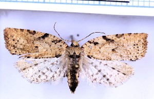  ( - RCKL-00011)  @11 [ ] CreativeCommons - Attribution Share-Alike (2025) Knud Larsen Research Collection of Knud Larsen