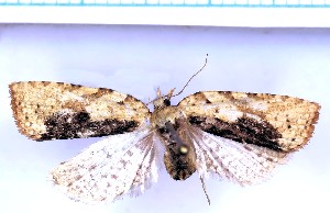  ( - RCKL-00012)  @11 [ ] CreativeCommons - Attribution Share-Alike (2025) Knud Larsen Research Collection of Knud Larsen