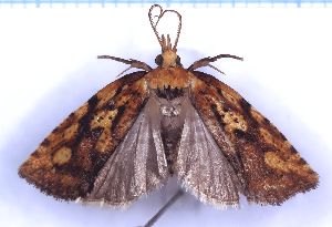  (Borboniella chrysorrhoea - RCKL-00014)  @11 [ ] CreativeCommons - Attribution Share-Alike (2025) Knud Larsen Research Collection of Knud Larsen