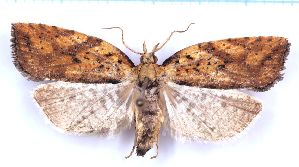  (Borboniella sp. 2 - RCKL-00021)  @11 [ ] CreativeCommons - Attribution Share-Alike (2025) Knud Larsen Research Collection of Knud Larsen