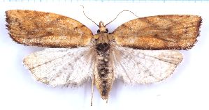  ( - RCKL-00022)  @11 [ ] CreativeCommons - Attribution Share-Alike (2025) Knud Larsen Research Collection of Knud Larsen