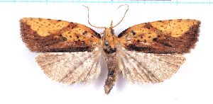  ( - RCKL-00023)  @11 [ ] CreativeCommons - Attribution Share-Alike (2025) Knud Larsen Research Collection of Knud Larsen