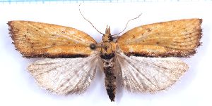  (Borboniella rougonella - RCKL-00024)  @11 [ ] CreativeCommons - Attribution Share-Alike (2025) Knud Larsen Research Collection of Knud Larsen